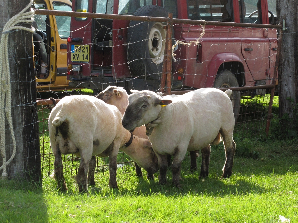 20120608 SHEEP SHEARING Le Bosquet with Richard & Becky Lythgoe 22.jpg -                                